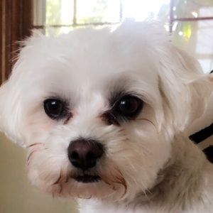 Meet your Posher, Sophie